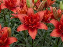 Load image into Gallery viewer, OpenPlantData Lilium Red Twin