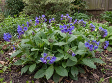 Load image into Gallery viewer, OpenPlantData Pulmonaria Blue Ensign