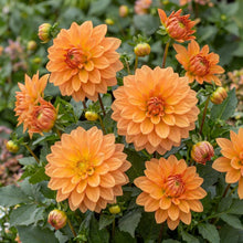 Load image into Gallery viewer, OpenPlantData Dahlia GoGo Orange