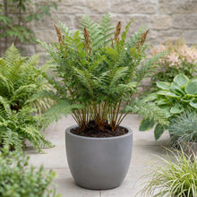 Load image into Gallery viewer, OpenPlantData Osmunda Regalis Royal Fern