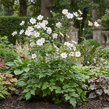 Load image into Gallery viewer, OpenPlantData Anemone Honorine Jobert