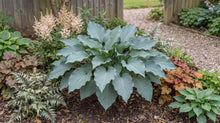 Load image into Gallery viewer, OpenPlantData Hosta Skywriter
