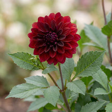 Load image into Gallery viewer, OpenPlantData Dahlia Arabian Night