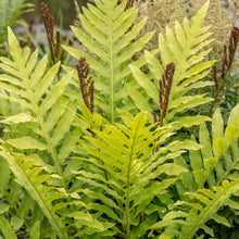 Load image into Gallery viewer, OpenPlantData Onoclea Sensibilis Fern Sensitive