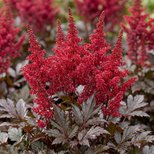 Load image into Gallery viewer, OpenPlantData Astilbe Chocolate Cherry