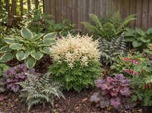 Load image into Gallery viewer, OpenPlantData Aruncus Sparkles