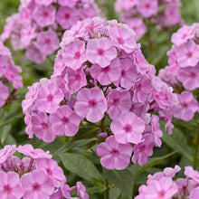 Load image into Gallery viewer, OpenPlantData Phlox Amplifolia Captain Victory