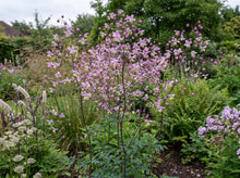 Load image into Gallery viewer, OpenPlantData Thalictrum delavayi