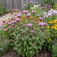 Load image into Gallery viewer, OpenPlantData Monarda Beauty Of Cobham