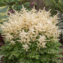 Load image into Gallery viewer, OpenPlantData Aruncus Sparkles