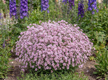 Load image into Gallery viewer, OpenPlantData Gypsophila Festival Pink Lady