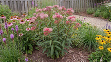 Load image into Gallery viewer, OpenPlantData Asclepias Incarnata Soulmate