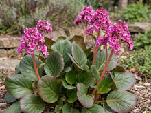 Load image into Gallery viewer, OpenPlantData Bergenia Winterglow