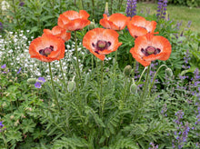 Load image into Gallery viewer, OpenPlantData Papaver Pinnacle