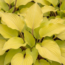 Load image into Gallery viewer, OpenPlantData Hosta Lipstick Blonde
