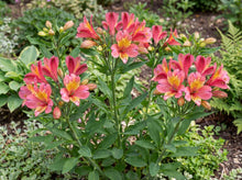 Load image into Gallery viewer, OpenPlantData Alstroemeria Tiercé