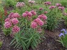 Load image into Gallery viewer, OpenPlantData Asclepias Incarnata Soulmate