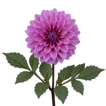 Load image into Gallery viewer, OpenPlantData Dahlia Blue Bell
