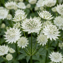 Load image into Gallery viewer, OpenPlantData Astrantia major Sparkling Stars White