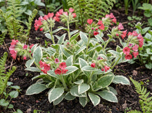Load image into Gallery viewer, OpenPlantData Pulmonaria David Ward