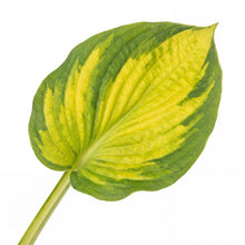 Load image into Gallery viewer, OpenPlantData Hosta Brother Stefan