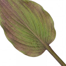 Load image into Gallery viewer, OpenPlantData Hosta First Blush