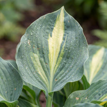Load image into Gallery viewer, OpenPlantData Hosta Touch of Class