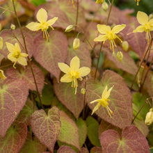 Load image into Gallery viewer, OpenPlantData Epimedium perralchicum Frohnleiten