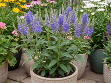 Load image into Gallery viewer, OpenPlantData Veronica Blue Bomb