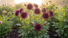 Load image into Gallery viewer, OpenPlantData Dahlia Purple Gem