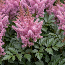 Load image into Gallery viewer, OpenPlantData Astilbe Black Pearls