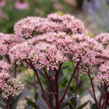 Load image into Gallery viewer, OpenPlantData Hylotelephium Matrona