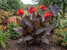 Load image into Gallery viewer, OpenPlantData Canna Red Futurity