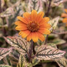 Load image into Gallery viewer, OpenPlantData Heliopsis Heli Orange Marble