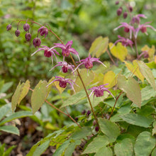 Load image into Gallery viewer, OpenPlantData Epimedium grandiflorum Red Beauty