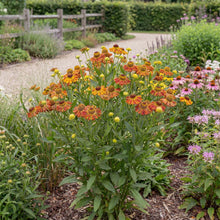 Load image into Gallery viewer, OpenPlantData Helenium Tie Dye
