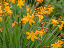 Load image into Gallery viewer, OpenPlantData Crocosmia crocosmiiflora George Davison
