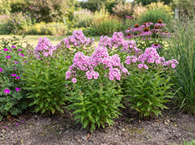 Load image into Gallery viewer, OpenPlantData Phlox paniculata Peppermint Twist