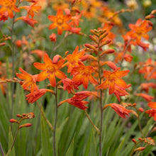 Load image into Gallery viewer, OpenPlantData Crocosmia × crocosmiiflora Babylon