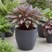 Load image into Gallery viewer, OpenPlantData Hosta Bloodline