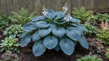 Load image into Gallery viewer, OpenPlantData Hosta Big Daddy