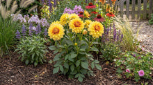 Load image into Gallery viewer, OpenPlantData Dahlia Dazzling Sun