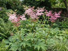 Load image into Gallery viewer, OpenPlantData Filipendula rubra Venusta