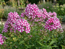 Load image into Gallery viewer, OpenPlantData Phlox paniculata Peppermint Twist