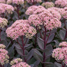 Load image into Gallery viewer, OpenPlantData Hylotelephium Matrona