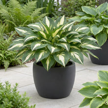 Load image into Gallery viewer, OpenPlantData Hosta Night Before Christmas