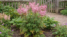 Load image into Gallery viewer, OpenPlantData Filipendula Venusta