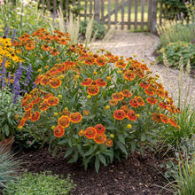 Load image into Gallery viewer, OpenPlantData Helenium Fuego