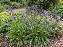 Load image into Gallery viewer, OpenPlantData Anchusa azurea Loddon Royalist