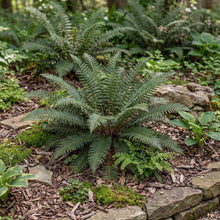 Load image into Gallery viewer, OpenPlantData Polystichum Acrostichoides